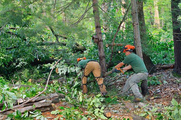 Best Tree Removal  in Vidor, TX